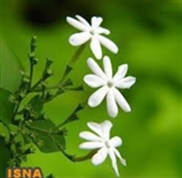 کارهایی که زنان بهتر از مردان انجام میدهند!!