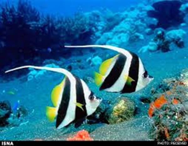 دیوار شیشه ای